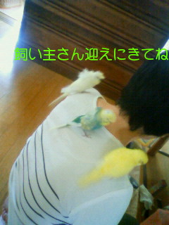 9月20日 迷いインコ
