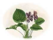 薔薇と菫