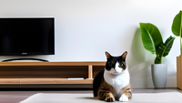 賃貸物件で猫と暮らすメリット・デメリットと脱走対策の方法をご紹介！