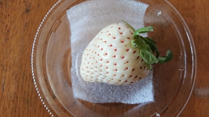 雪うさぎ