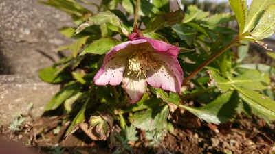 やっと