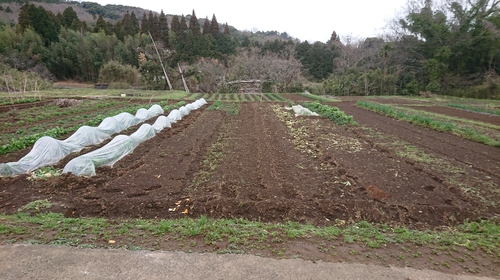 頂きもの