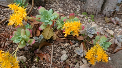 多肉植物の花