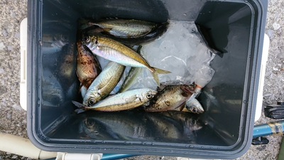 釣りに