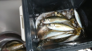 ゼンゴ釣り