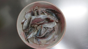 ゼンゴ釣り
