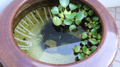 綺麗に