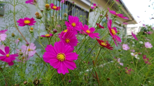 花がが少なく・・・
