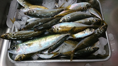 釣り行った～