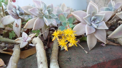 花火のような花