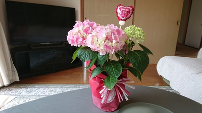 何処に植えようか