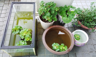 避難させた