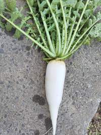 やっと