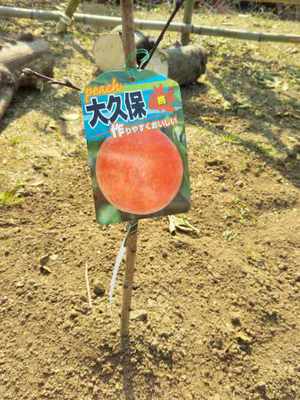 実が付きますように＾＾