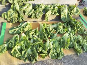 夏まで持つ漬物