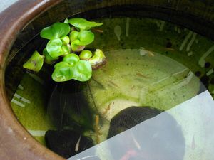 メダカ