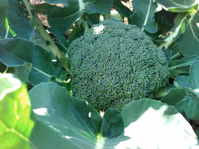 野菜の優等生＾＾