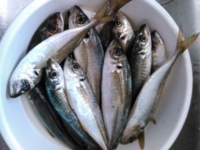 新鮮な鯵