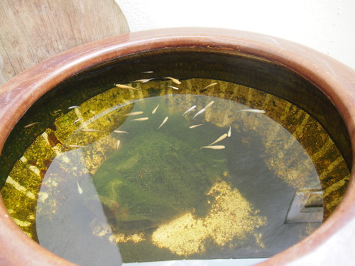 水もぬるむ