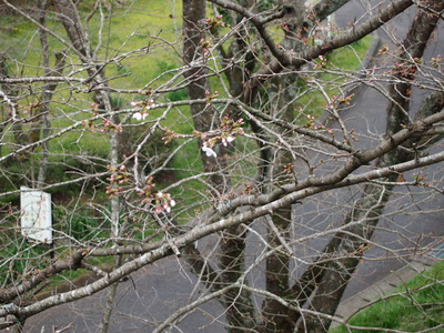 家の前の桜が