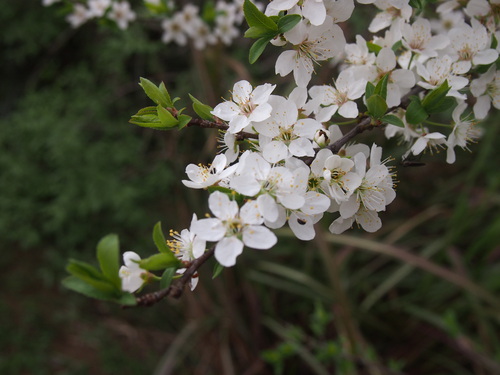 家の前の桜が