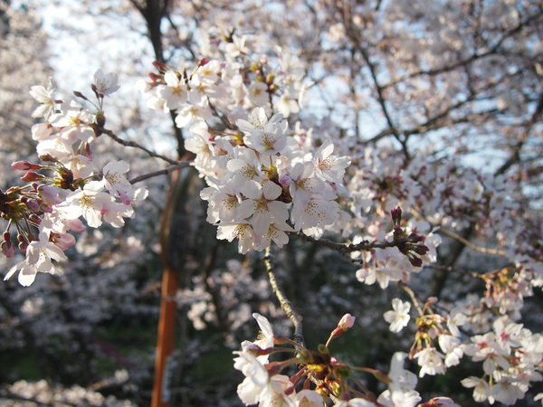 一等地に