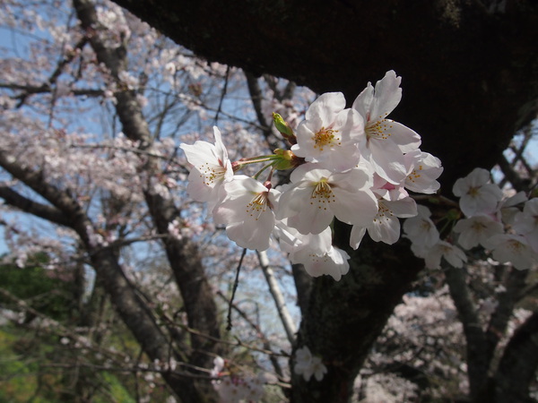 お土産＾＾