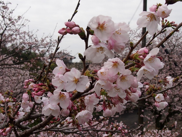 毎日花見ｄ(＊⌒▽⌒＊)ｂ ﾆｺﾆｺｯ