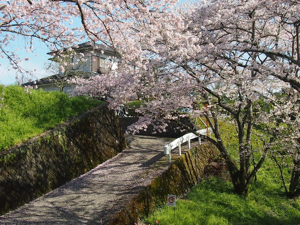 家と桜