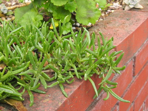流行りの多肉植物 流行りの多肉植物