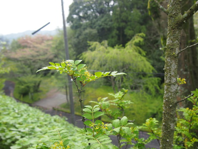 山菜