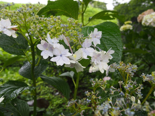 紫陽花