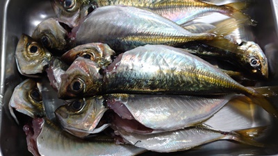 釣り