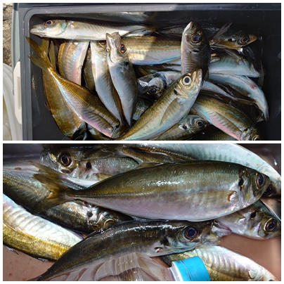 釣りに行った～～