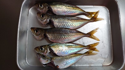 釣り