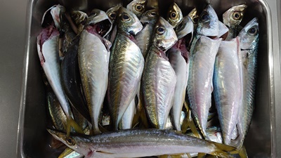 今年最後の釣り