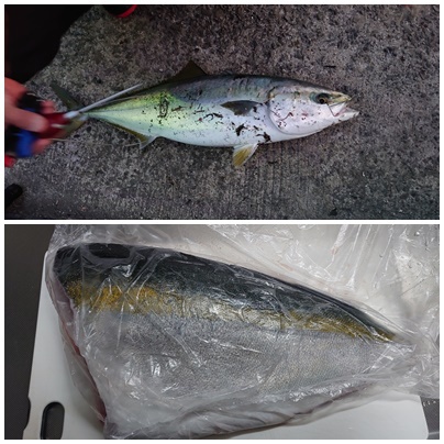 ブリとカマス