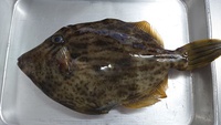 釣り場ドライブ