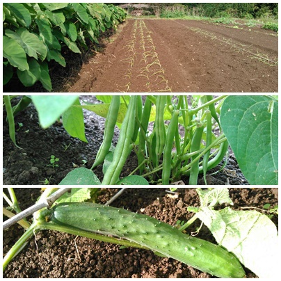 この時期の野菜