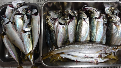 釣り行った～
