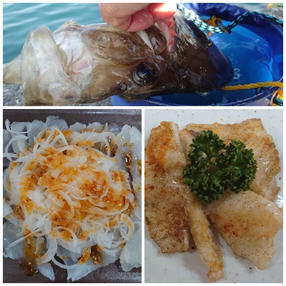 マトウダイ
