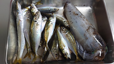 昨日の釣果