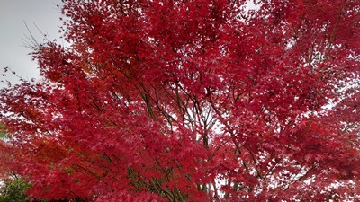 紅葉狩り