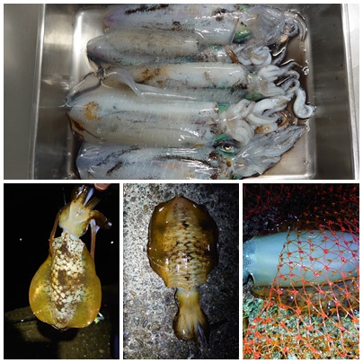 イカ釣り