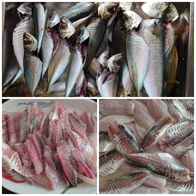 昨日の釣果は