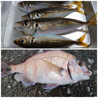 釣り行った～