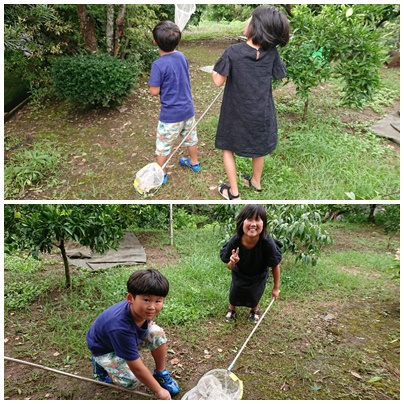 セミ取り