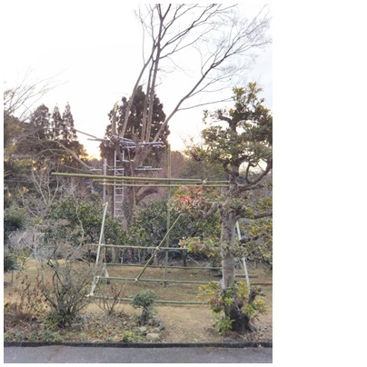 剪定