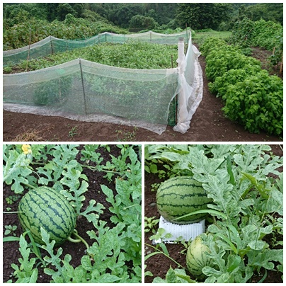 困ったものです
