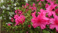 お花